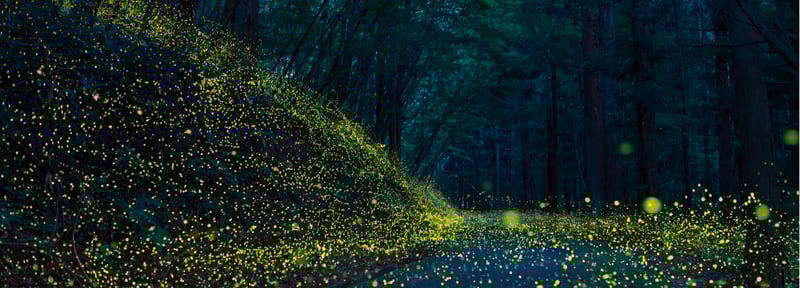 Alumnos de UVM desarrollan productos de higiene personal con plantas