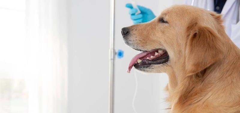 Hospital Veterinario UVM Campus Coyoacán reabre sus puertas