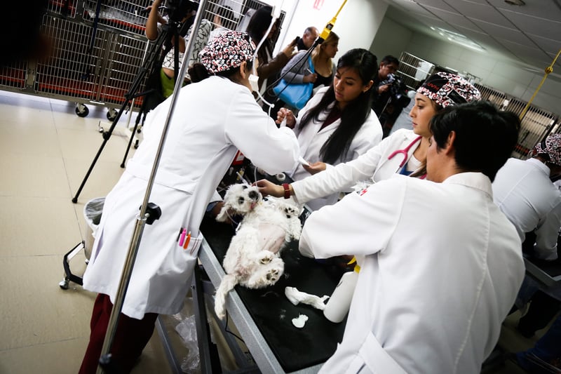 En UVM tu preparación universitaria no se detiene