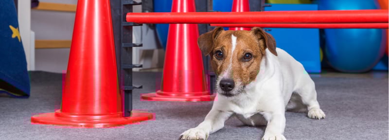 Fisioterapia para Pequeñas Especies, el alivio de tu mascota