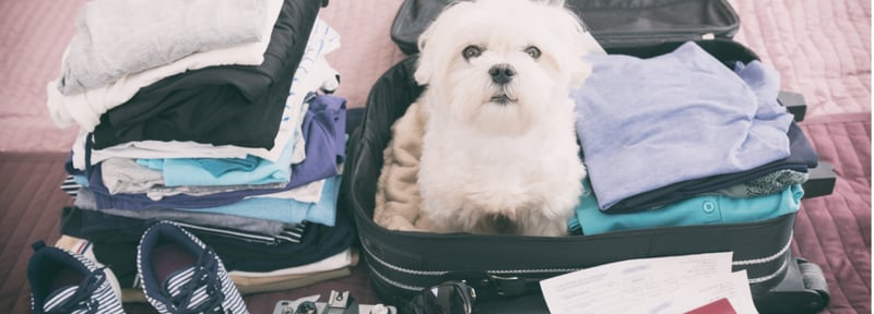 Ventajas y desventajas de llevar a tu mascota de vacaciones